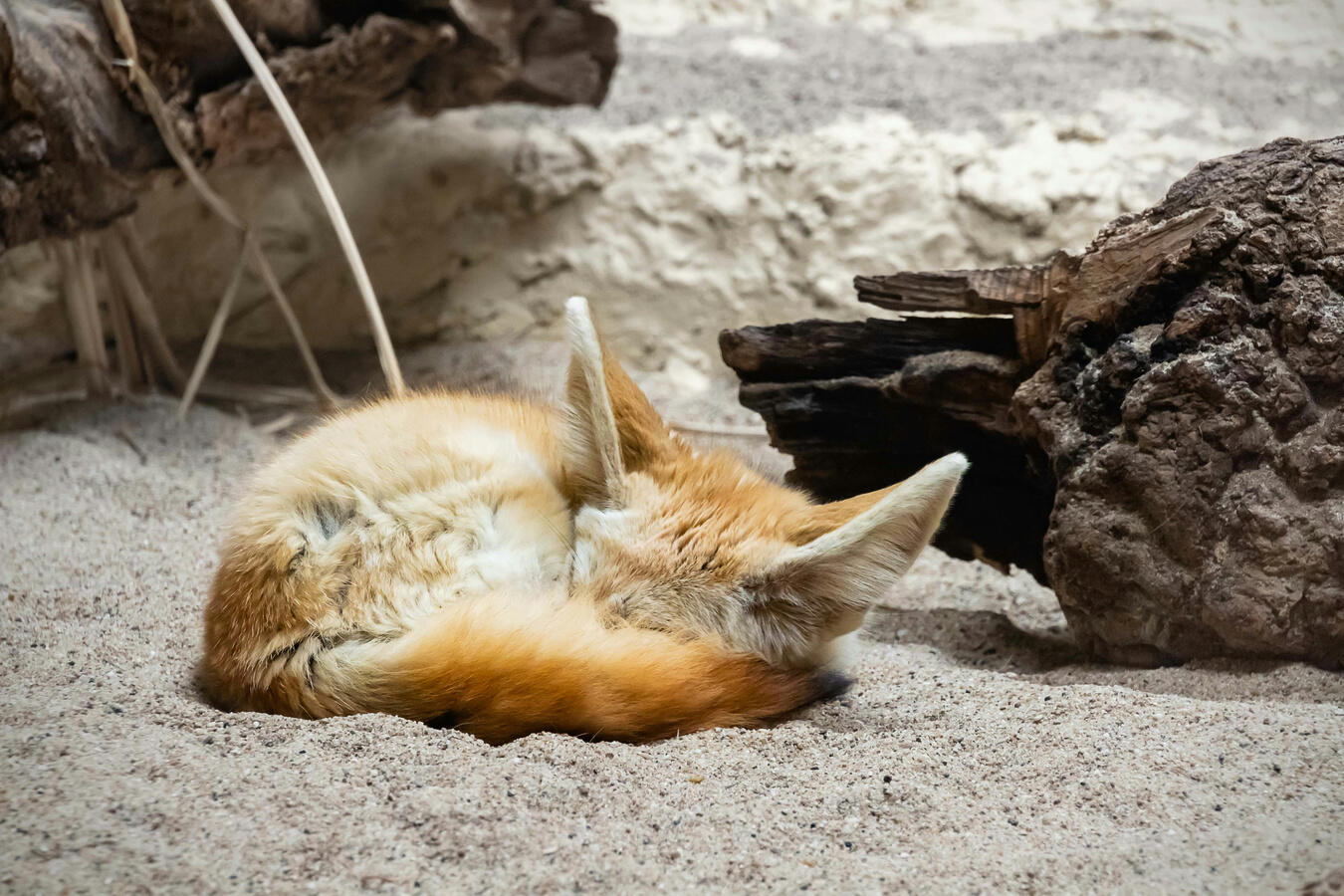Photo of a fennec fox curled up like a donut on the sand near a log by Pawel Czerwinski on Unsplash.