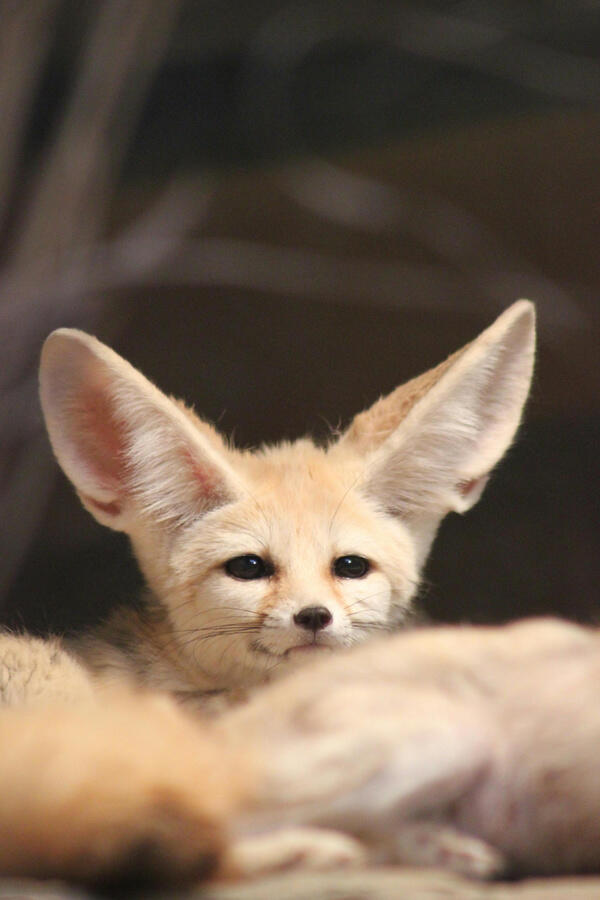 Photo of fennec fox face seen peeking over an out of focus abdomen of another fennec fox in the foreground by Dominik Rheinheimer on Pexels.