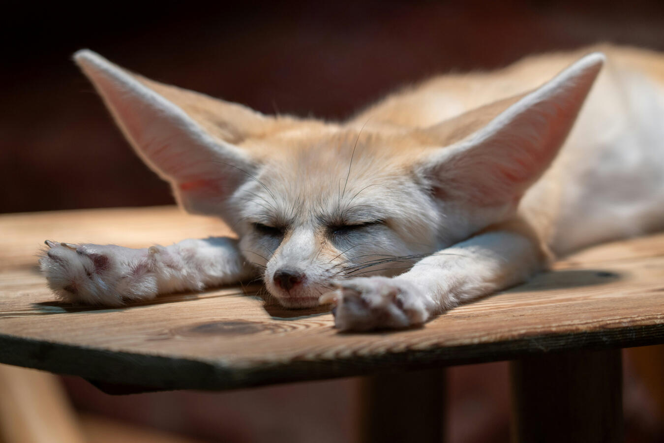 Photo of a fennec fox sleeping on a wooden table with paws stretched out in front of it by Fei zhou on Unsplash.