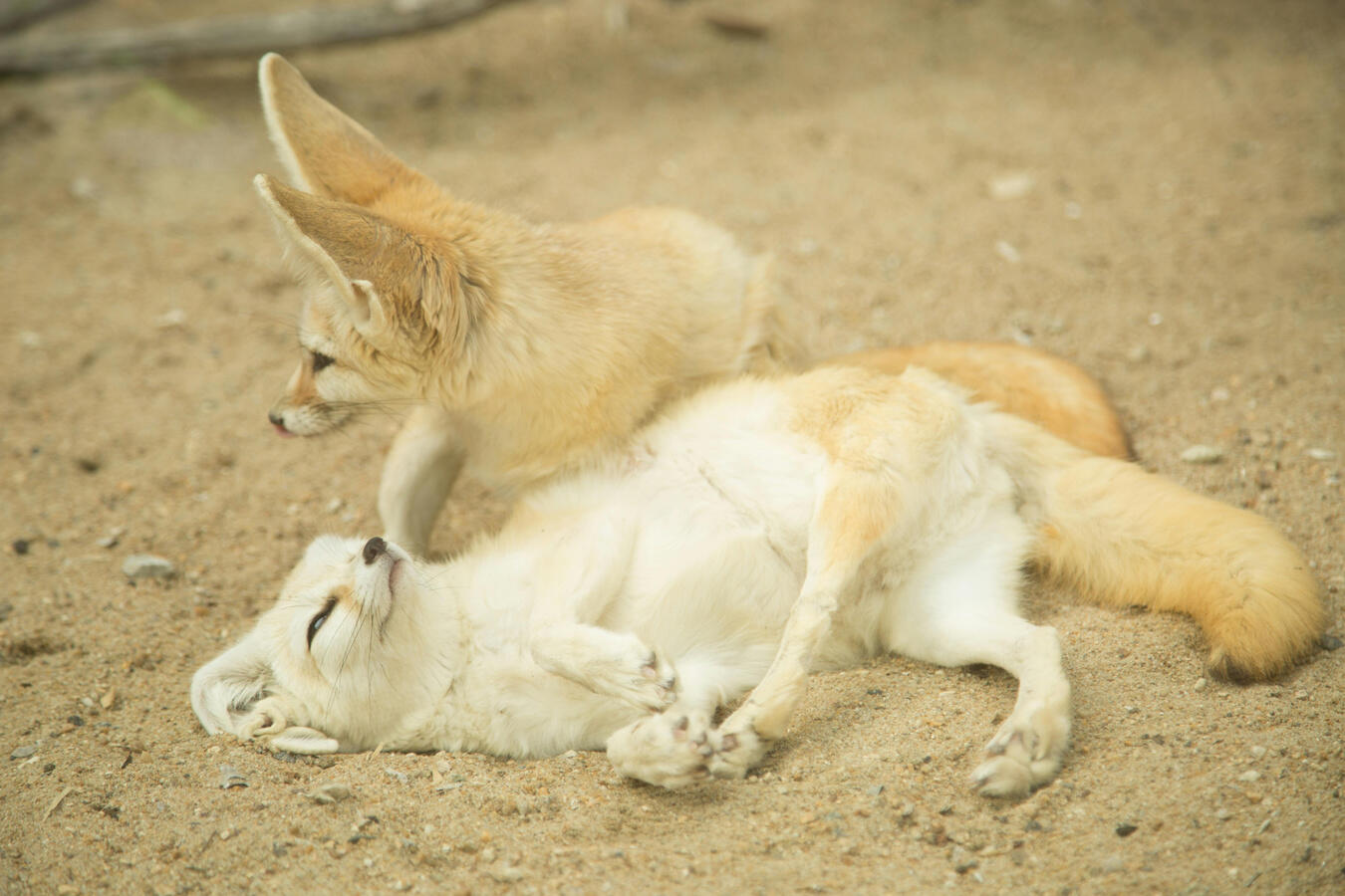 Photo of two fennec foxes in the sand by zhengkui li on Pexels.